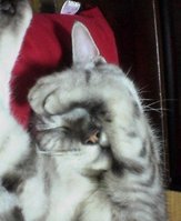 �A�����J���V���[�g�w�A�[