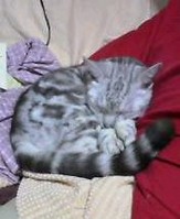 �A�����J���V���[�g�w�A�[