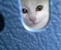 �ɗ��i�݂ǂ�j�����̃u���O