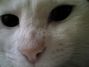 �ɗ��i�݂ǂ�j�����̃u���O