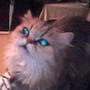 ���R�ŗV�ԁ��L�����U�炩��(=^�E�E^=�jƬƶ�H