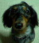 �C�I��COCOA'S Home��