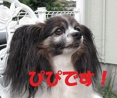 �p�s����