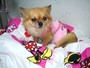�Â��邱�ƁE�H�ׂ邱�ƁE�u���b�V���O�E�U��