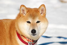 ��