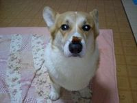 �E�F���V���E�R�[�M�[�E�y���u���[�N