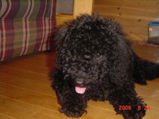 Clea