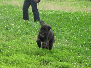 First dogpark