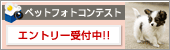 �t�H�g�R���e�X�g �G���g���[��t���I�I